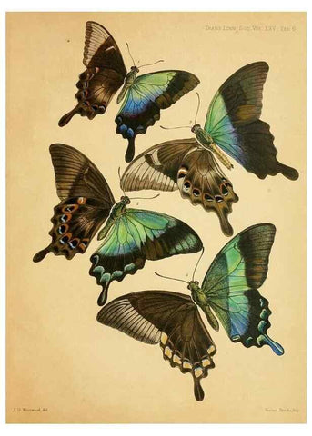 Reproducción/Reproduction 35694541262: On the phenomena of variation and geographical distribution as illustrated by the Papilionidae of the Malayan region.. London,1865