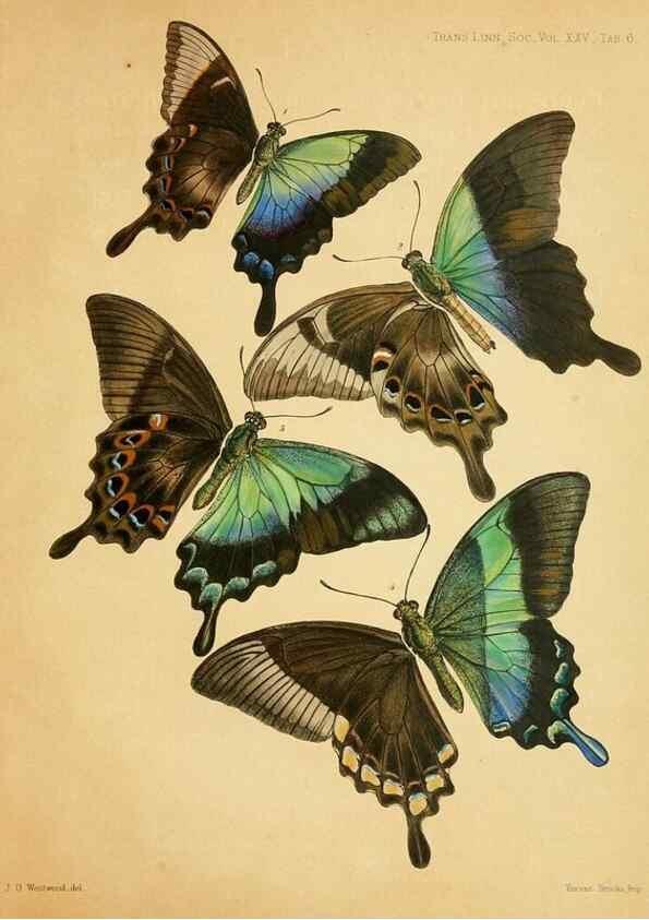 Reproducción/Reproduction 35694541262: On the phenomena of variation and geographical distribution as illustrated by the Papilionidae of the Malayan region.. London,1865