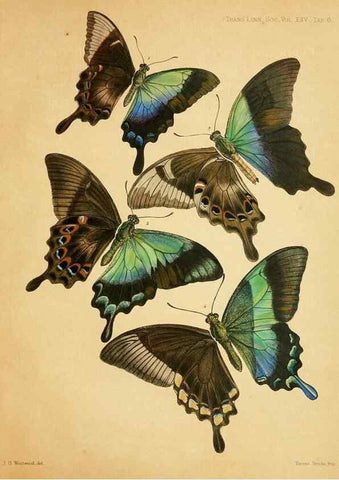Reproducción/Reproduction 35694541262: On the phenomena of variation and geographical distribution as illustrated by the Papilionidae of the Malayan region.. London,1865