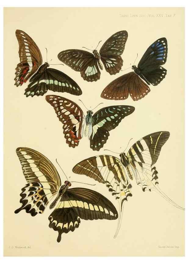 Reproducción/Reproduction 35023971564: On the phenomena of variation and geographical distribution as illustrated by the Papilionidae of the Malayan region.. London,1865
