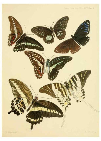 Reproducción/Reproduction 35023971564: On the phenomena of variation and geographical distribution as illustrated by the Papilionidae of the Malayan region.. London,1865