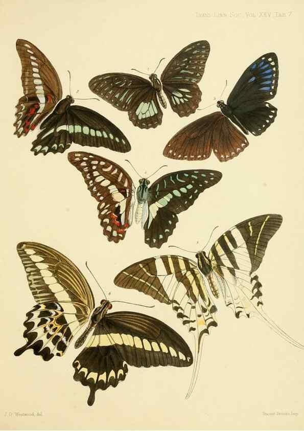Reproducción/Reproduction 35023971564: On the phenomena of variation and geographical distribution as illustrated by the Papilionidae of the Malayan region.. London,1865