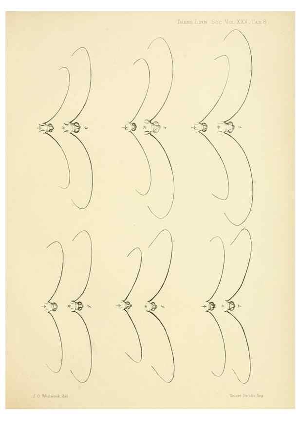Reproducción/Reproduction 35023974074: On the phenomena of variation and geographical distribution as illustrated by the Papilionidae of the Malayan region.. London,1865