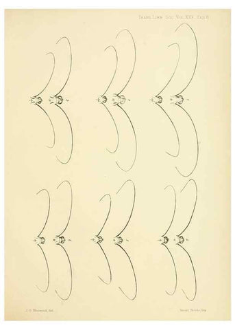 Reproducción/Reproduction 35023974074: On the phenomena of variation and geographical distribution as illustrated by the Papilionidae of the Malayan region.. London,1865