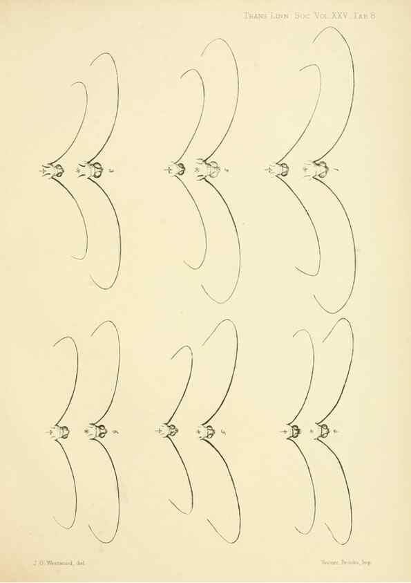 Reproducción/Reproduction 35023974074: On the phenomena of variation and geographical distribution as illustrated by the Papilionidae of the Malayan region.. London,1865