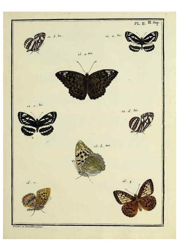 Reproducción/Reproduction 35054215633: Papillons d'Europe, peints d'après nature /. A Paris :Chez P.M. Delaguette, imprimeur-libraire ... ;1779-1792 [i.e. 1793]