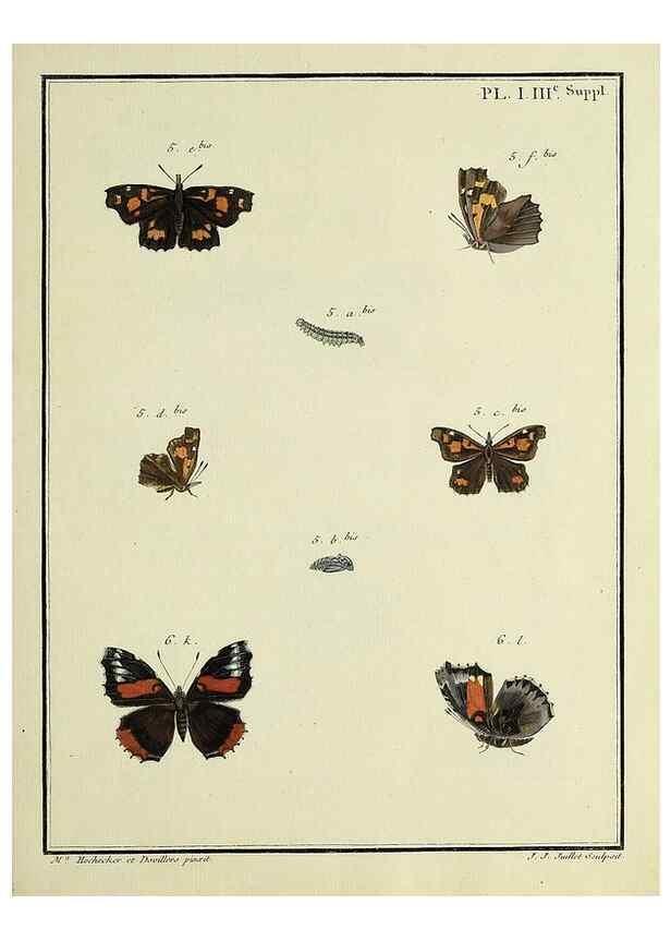 Reproducción/Reproduction 35475756530: Papillons d'Europe, peints d'après nature /. A Paris :Chez P.M. Delaguette, imprimeur-libraire ... ;1779-1792 [i.e. 1793]