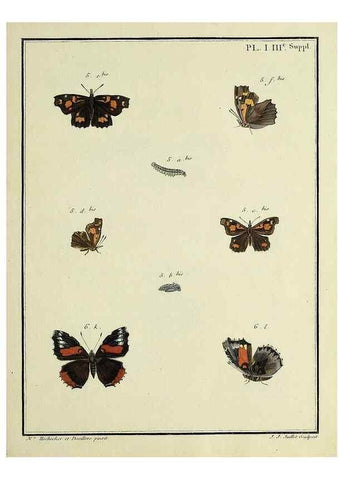 Reproducción/Reproduction 35475756530: Papillons d'Europe, peints d'après nature /. A Paris :Chez P.M. Delaguette, imprimeur-libraire ... ;1779-1792 [i.e. 1793]