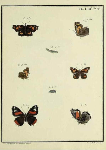 Reproducción/Reproduction 35475756530: Papillons d'Europe, peints d'après nature /. A Paris :Chez P.M. Delaguette, imprimeur-libraire ... ;1779-1792 [i.e. 1793]