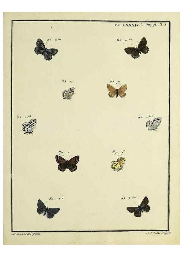 Reproducción/Reproduction 35475755090: Papillons d'Europe, peints d'après nature /. A Paris :Chez P.M. Delaguette, imprimeur-libraire ... ;1779-1792 [i.e. 1793]