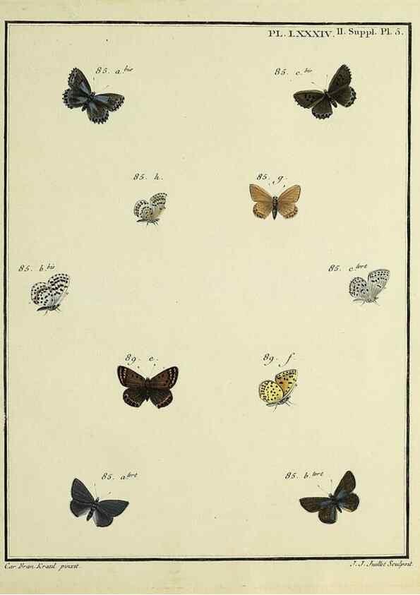 Reproducción/Reproduction 35475755090: Papillons d'Europe, peints d'après nature /. A Paris :Chez P.M. Delaguette, imprimeur-libraire ... ;1779-1792 [i.e. 1793]