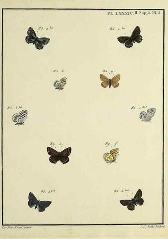 Reproducción/Reproduction 35475755090: Papillons d'Europe, peints d'après nature /. A Paris :Chez P.M. Delaguette, imprimeur-libraire ... ;1779-1792 [i.e. 1793]