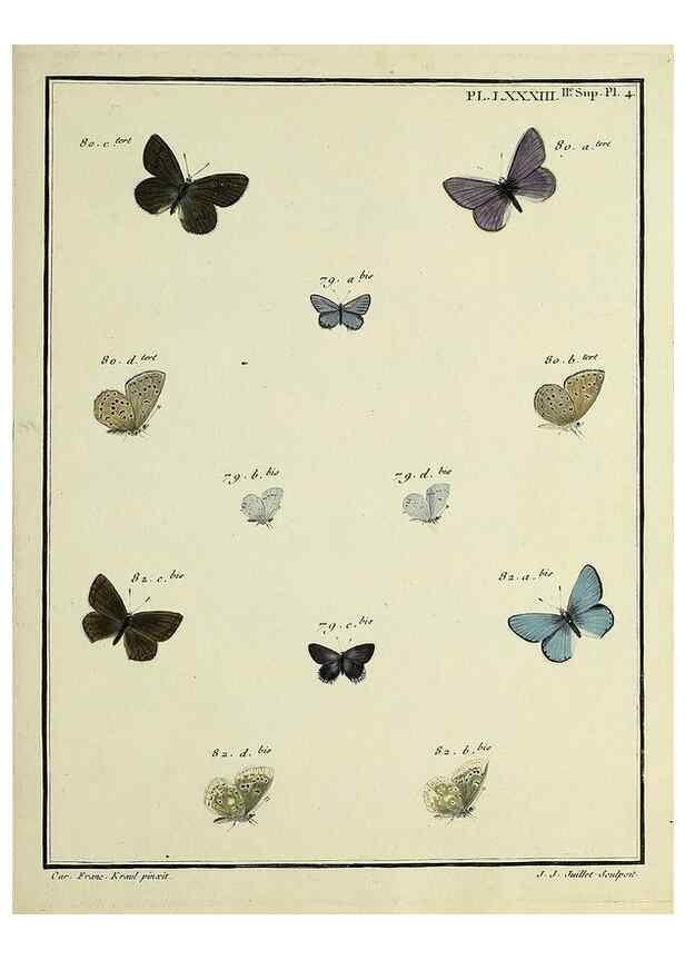 Reproducción/Reproduction 35475753900: Papillons d'Europe, peints d'après nature /. A Paris :Chez P.M. Delaguette, imprimeur-libraire ... ;1779-1792 [i.e. 1793]