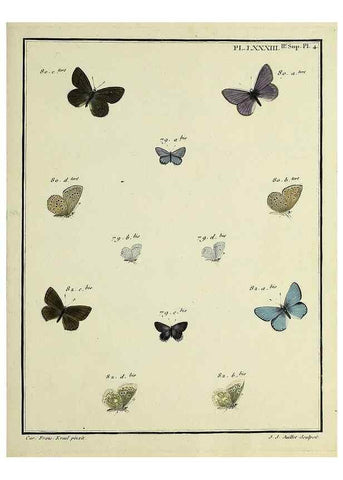 Reproducción/Reproduction 35475753900: Papillons d'Europe, peints d'après nature /. A Paris :Chez P.M. Delaguette, imprimeur-libraire ... ;1779-1792 [i.e. 1793]