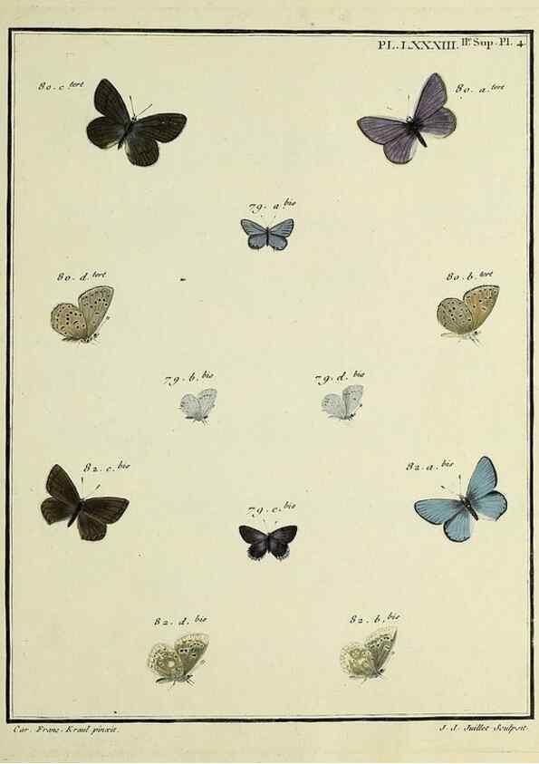 Reproducción/Reproduction 35475753900: Papillons d'Europe, peints d'après nature /. A Paris :Chez P.M. Delaguette, imprimeur-libraire ... ;1779-1792 [i.e. 1793]