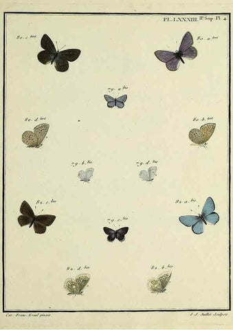 Reproducción/Reproduction 35475753900: Papillons d'Europe, peints d'après nature /. A Paris :Chez P.M. Delaguette, imprimeur-libraire ... ;1779-1792 [i.e. 1793]