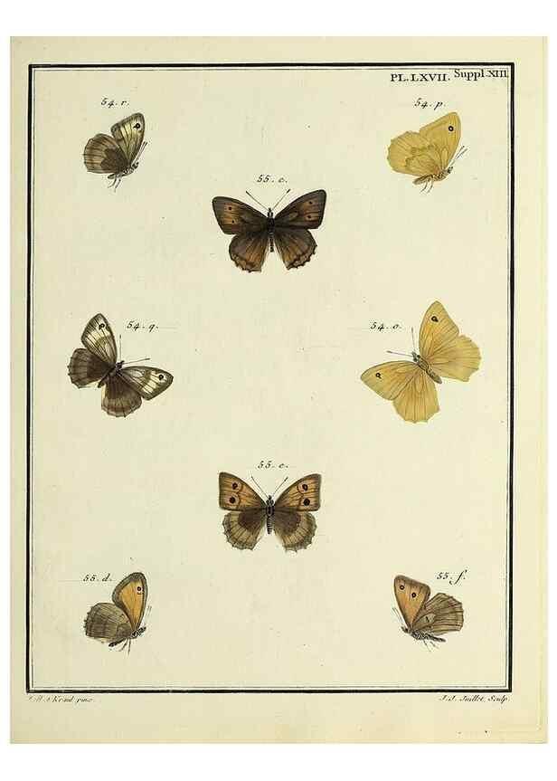 Reproducción/Reproduction 35731792711: Papillons d'Europe, peints d'après nature /. A Paris :Chez P.M. Delaguette, imprimeur-libraire ... ;1779-1792 [i.e. 1793]