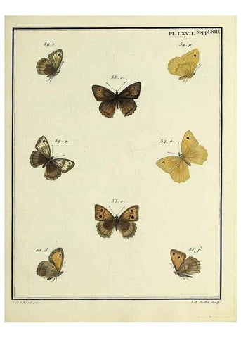 Reproducción/Reproduction 35731792711: Papillons d'Europe, peints d'après nature /. A Paris :Chez P.M. Delaguette, imprimeur-libraire ... ;1779-1792 [i.e. 1793]
