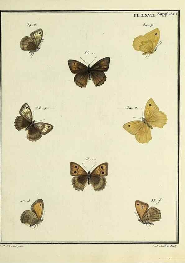 Reproducción/Reproduction 35731792711: Papillons d'Europe, peints d'après nature /. A Paris :Chez P.M. Delaguette, imprimeur-libraire ... ;1779-1792 [i.e. 1793]
