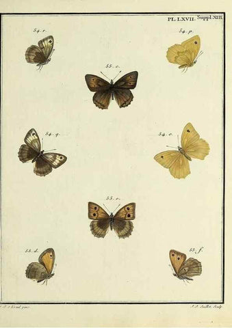 Reproducción/Reproduction 35731792711: Papillons d'Europe, peints d'après nature /. A Paris :Chez P.M. Delaguette, imprimeur-libraire ... ;1779-1792 [i.e. 1793]
