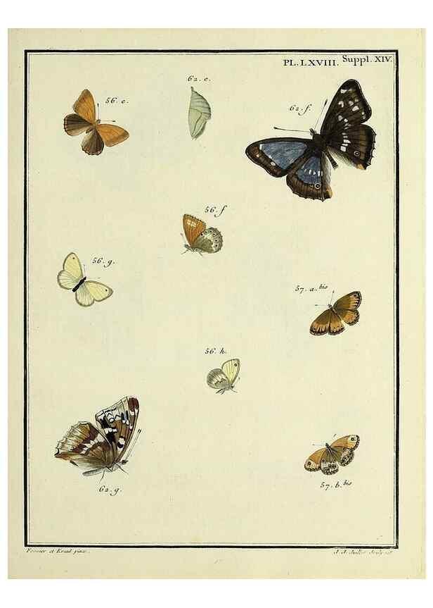 Reproducción/Reproduction 35731795121: Papillons d'Europe, peints d'après nature /. A Paris :Chez P.M. Delaguette, imprimeur-libraire ... ;1779-1792 [i.e. 1793]
