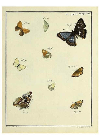 Reproducción/Reproduction 35731795121: Papillons d'Europe, peints d'après nature /. A Paris :Chez P.M. Delaguette, imprimeur-libraire ... ;1779-1792 [i.e. 1793]