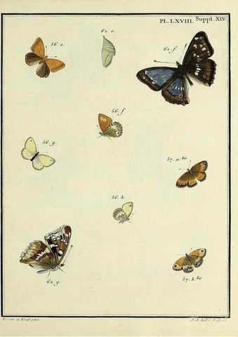 Reproducción/Reproduction 35731795121: Papillons d'Europe, peints d'après nature /. A Paris :Chez P.M. Delaguette, imprimeur-libraire ... ;1779-1792 [i.e. 1793]