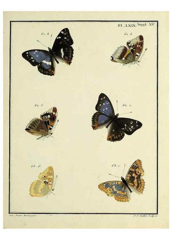 Reproducción/Reproduction 35731797521: Papillons d'Europe, peints d'après nature /. A Paris :Chez P.M. Delaguette, imprimeur-libraire ... ;1779-1792 [i.e. 1793]