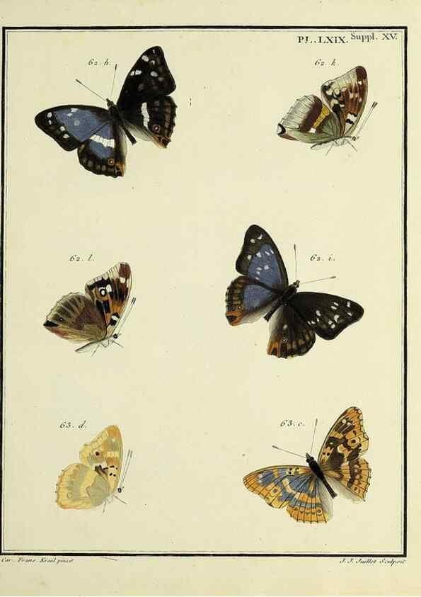 Reproducción/Reproduction 35731797521: Papillons d'Europe, peints d'après nature /. A Paris :Chez P.M. Delaguette, imprimeur-libraire ... ;1779-1792 [i.e. 1793]