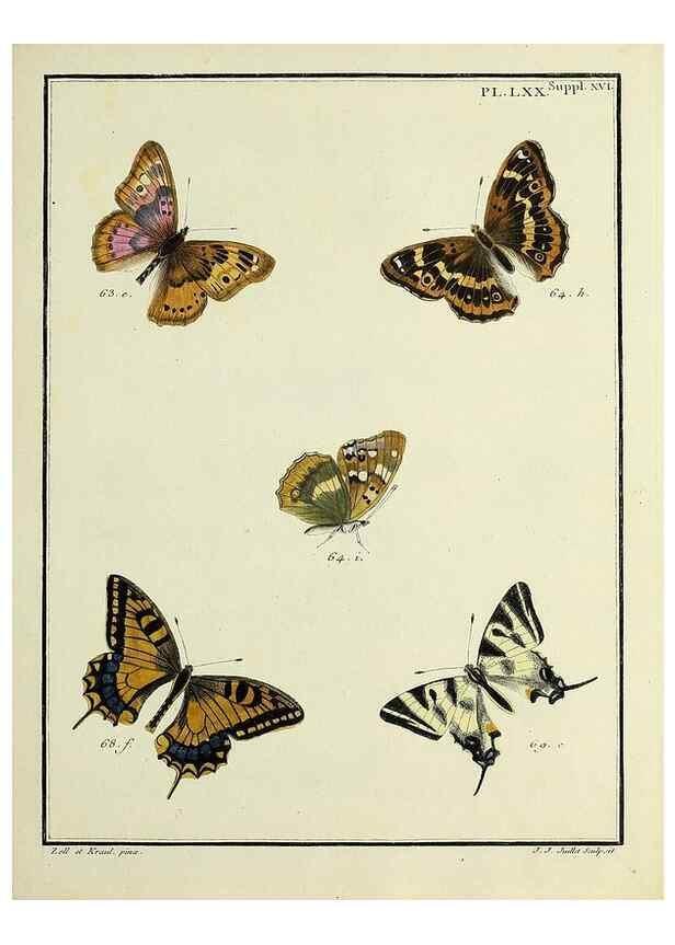 Reproducción/Reproduction 35731799671: Papillons d'Europe, peints d'après nature /. A Paris :Chez P.M. Delaguette, imprimeur-libraire ... ;1779-1792 [i.e. 1793]