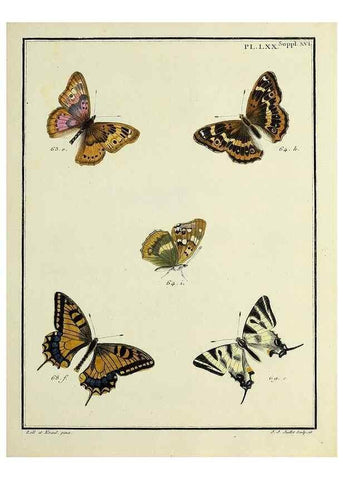 Reproducción/Reproduction 35731799671: Papillons d'Europe, peints d'après nature /. A Paris :Chez P.M. Delaguette, imprimeur-libraire ... ;1779-1792 [i.e. 1793]