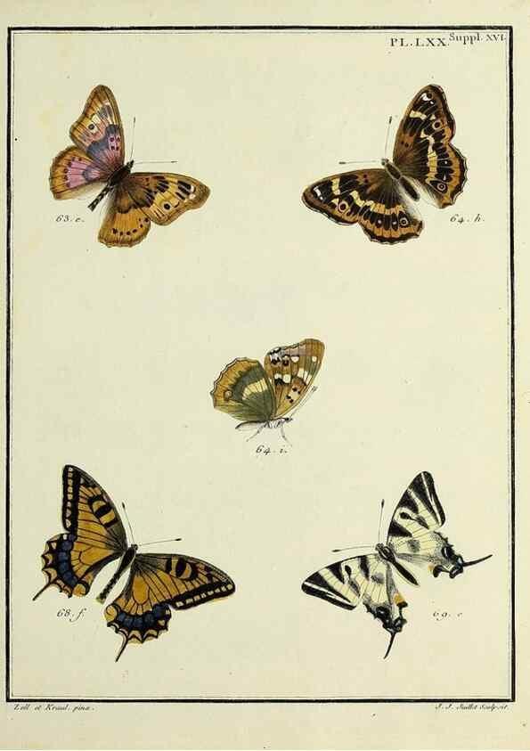 Reproducción/Reproduction 35731799671: Papillons d'Europe, peints d'après nature /. A Paris :Chez P.M. Delaguette, imprimeur-libraire ... ;1779-1792 [i.e. 1793]