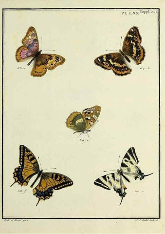 Reproducción/Reproduction 35731799671: Papillons d'Europe, peints d'après nature /. A Paris :Chez P.M. Delaguette, imprimeur-libraire ... ;1779-1792 [i.e. 1793]
