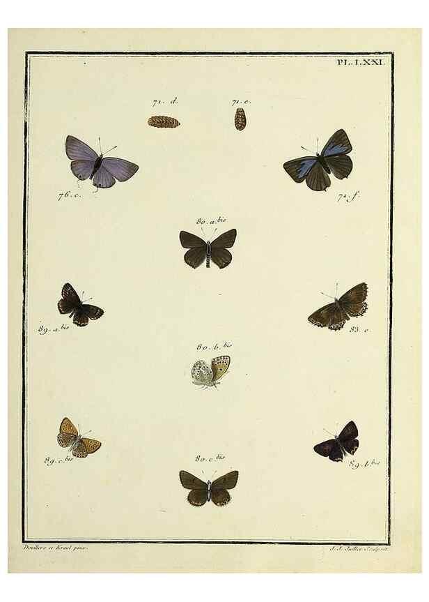 Reproducción/Reproduction 35731801991: Papillons d'Europe, peints d'après nature /. A Paris :Chez P.M. Delaguette, imprimeur-libraire ... ;1779-1792 [i.e. 1793]