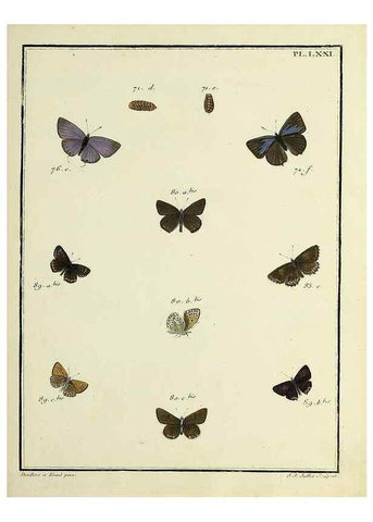 Reproducción/Reproduction 35731801991: Papillons d'Europe, peints d'après nature /. A Paris :Chez P.M. Delaguette, imprimeur-libraire ... ;1779-1792 [i.e. 1793]