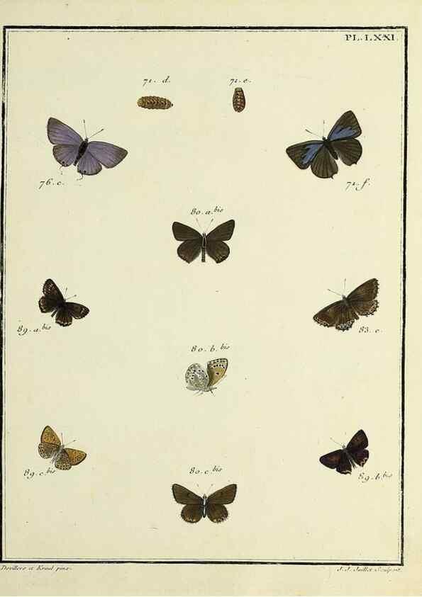 Reproducción/Reproduction 35731801991: Papillons d'Europe, peints d'après nature /. A Paris :Chez P.M. Delaguette, imprimeur-libraire ... ;1779-1792 [i.e. 1793]