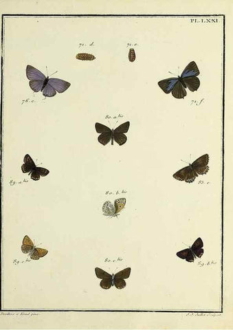 Reproducción/Reproduction 35731801991: Papillons d'Europe, peints d'après nature /. A Paris :Chez P.M. Delaguette, imprimeur-libraire ... ;1779-1792 [i.e. 1793]