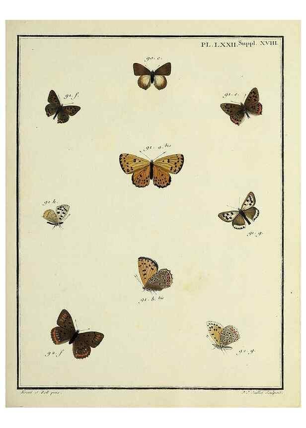 Reproducción/Reproduction 35731803911: Papillons d'Europe, peints d'après nature /. A Paris :Chez P.M. Delaguette, imprimeur-libraire ... ;1779-1792 [i.e. 1793]