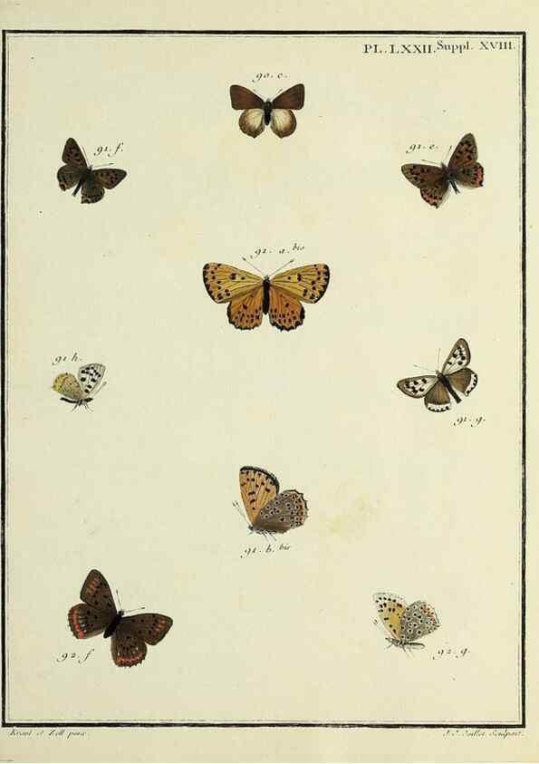 Reproducción/Reproduction 35731803911: Papillons d'Europe, peints d'après nature /. A Paris :Chez P.M. Delaguette, imprimeur-libraire ... ;1779-1792 [i.e. 1793]