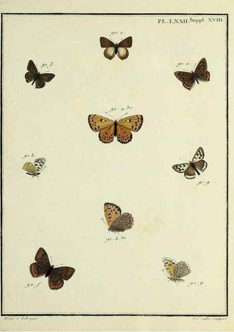 Reproducción/Reproduction 35731803911: Papillons d'Europe, peints d'après nature /. A Paris :Chez P.M. Delaguette, imprimeur-libraire ... ;1779-1792 [i.e. 1793]