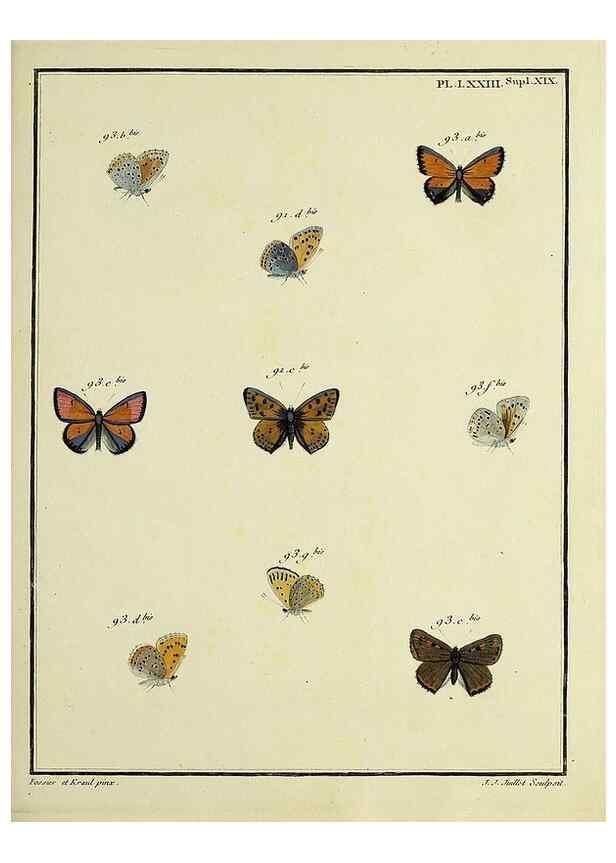 Reproducción/Reproduction 35822900866: Papillons d'Europe, peints d'après nature /. A Paris :Chez P.M. Delaguette, imprimeur-libraire ... ;1779-1792 [i.e. 1793]