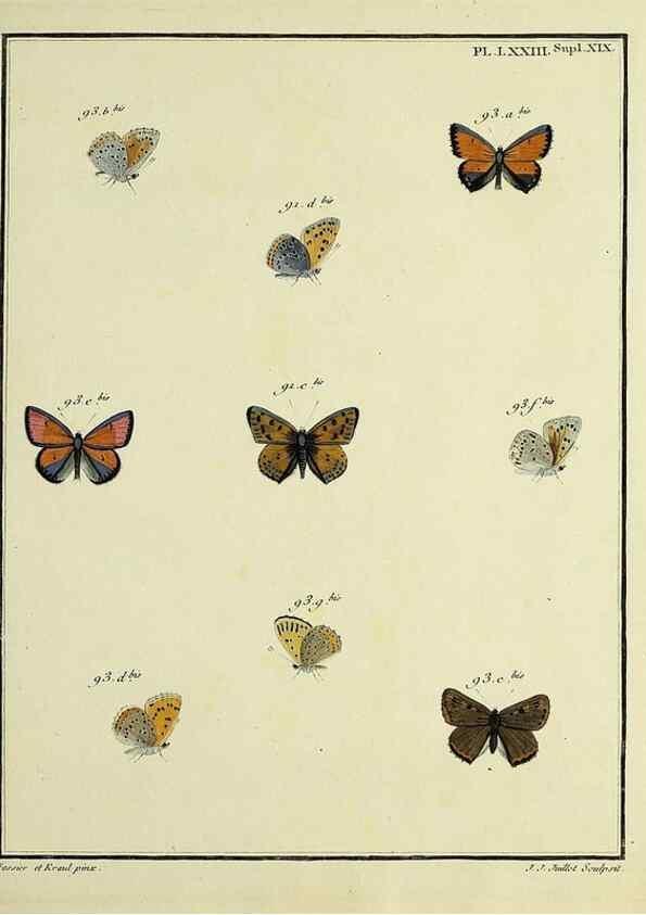Reproducción/Reproduction 35822900866: Papillons d'Europe, peints d'après nature /. A Paris :Chez P.M. Delaguette, imprimeur-libraire ... ;1779-1792 [i.e. 1793]