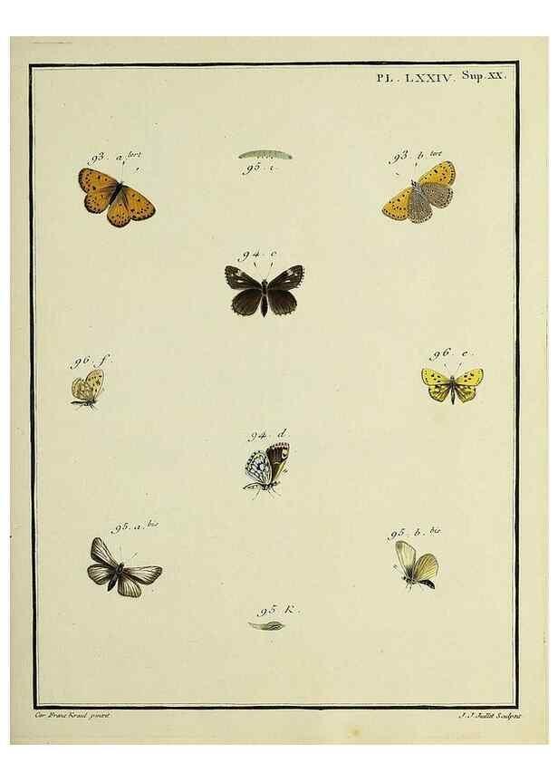Reproducción/Reproduction 35694339242: Papillons d'Europe, peints d'après nature /. A Paris :Chez P.M. Delaguette, imprimeur-libraire ... ;1779-1792 [i.e. 1793]