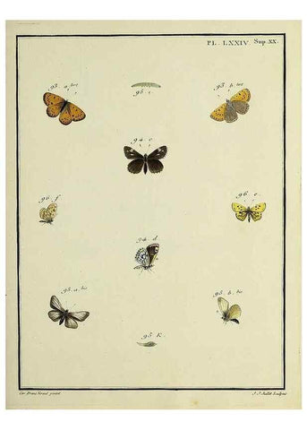 Reproducción/Reproduction 35694339242: Papillons d'Europe, peints d'après nature /. A Paris :Chez P.M. Delaguette, imprimeur-libraire ... ;1779-1792 [i.e. 1793]