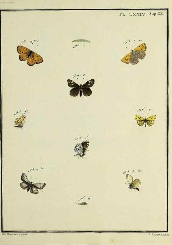 Reproducción/Reproduction 35694339242: Papillons d'Europe, peints d'après nature /. A Paris :Chez P.M. Delaguette, imprimeur-libraire ... ;1779-1792 [i.e. 1793]
