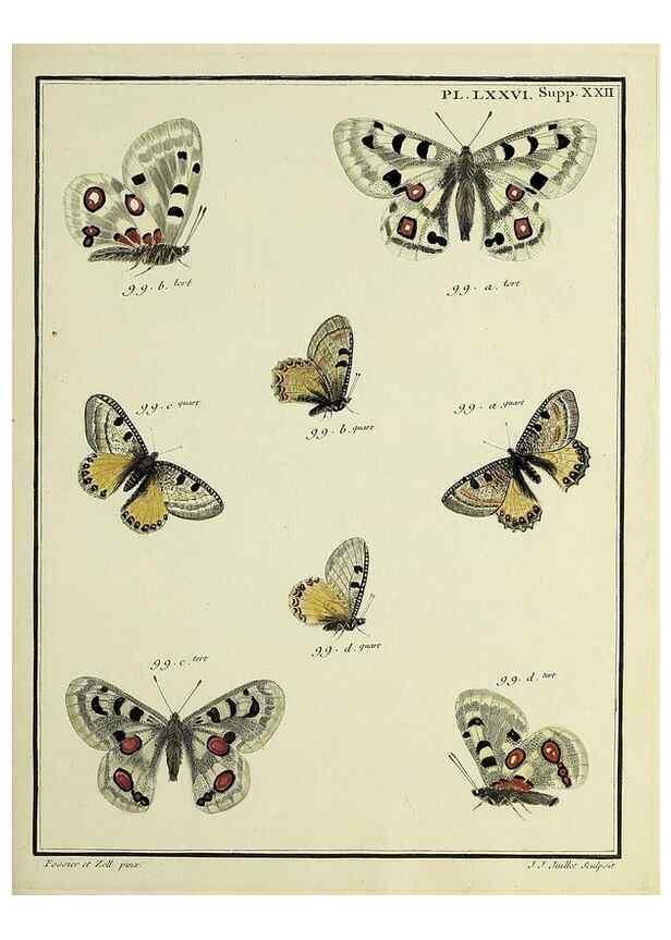 Reproducción/Reproduction 35694345372: Papillons d'Europe, peints d'après nature /. A Paris :Chez P.M. Delaguette, imprimeur-libraire ... ;1779-1792 [i.e. 1793]