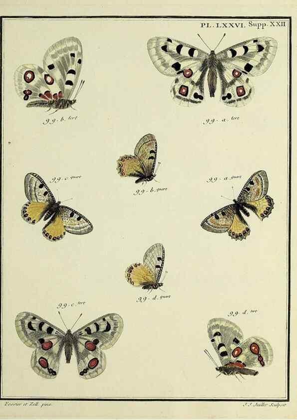 Reproducción/Reproduction 35694345372: Papillons d'Europe, peints d'après nature /. A Paris :Chez P.M. Delaguette, imprimeur-libraire ... ;1779-1792 [i.e. 1793]