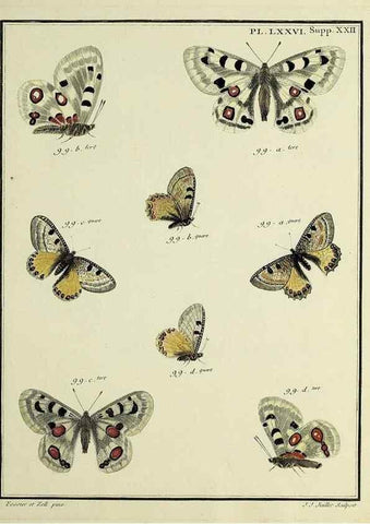 Reproducción/Reproduction 35694345372: Papillons d'Europe, peints d'après nature /. A Paris :Chez P.M. Delaguette, imprimeur-libraire ... ;1779-1792 [i.e. 1793]