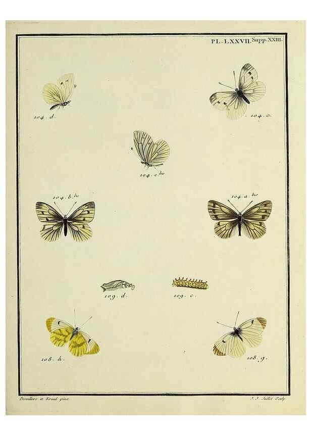 Reproducción/Reproduction 35475744010: Papillons d'Europe, peints d'après nature /. A Paris :Chez P.M. Delaguette, imprimeur-libraire ... ;1779-1792 [i.e. 1793]