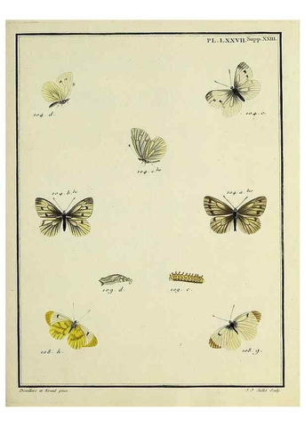 Reproducción/Reproduction 35475744010: Papillons d'Europe, peints d'après nature /. A Paris :Chez P.M. Delaguette, imprimeur-libraire ... ;1779-1792 [i.e. 1793]
